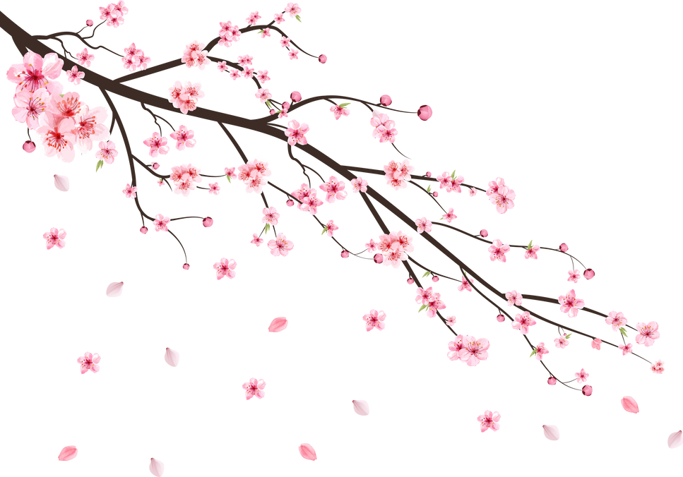 Cherry blossom with watercolor Sakura flower. Cherry blossom leaves falling. Realistic sakura branch vector. Japanese Cherry blossom vector. Pink Sakura flower falling. Cherry branch with Sakura.