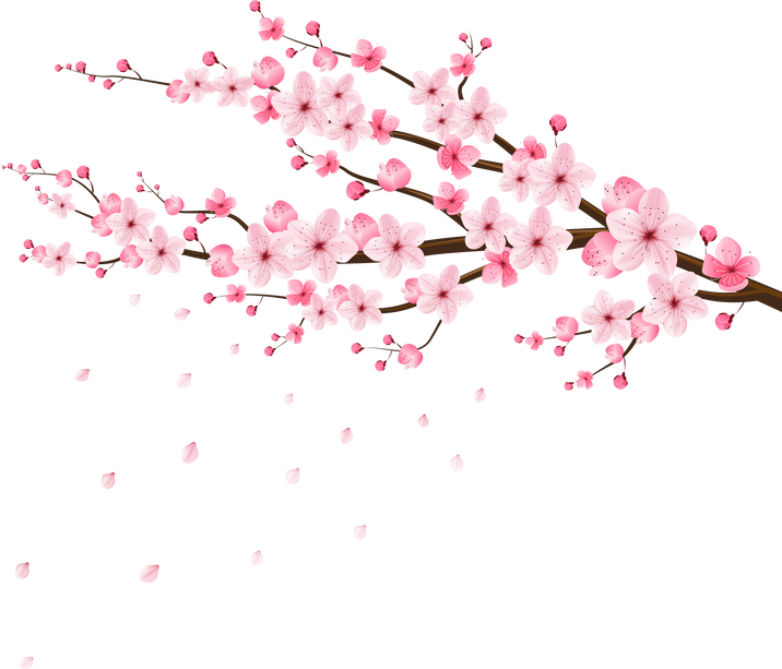 Sakura Cherry Blossom